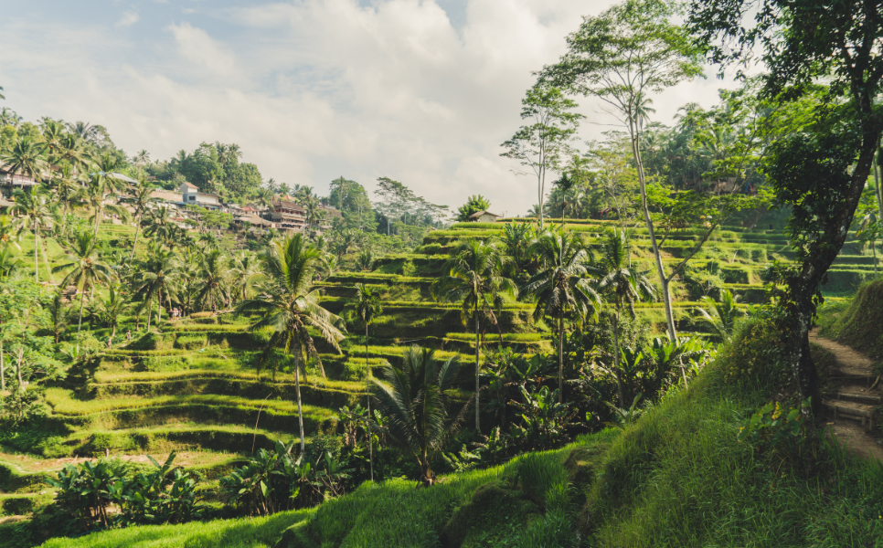 Tegallalang Rice Terraces