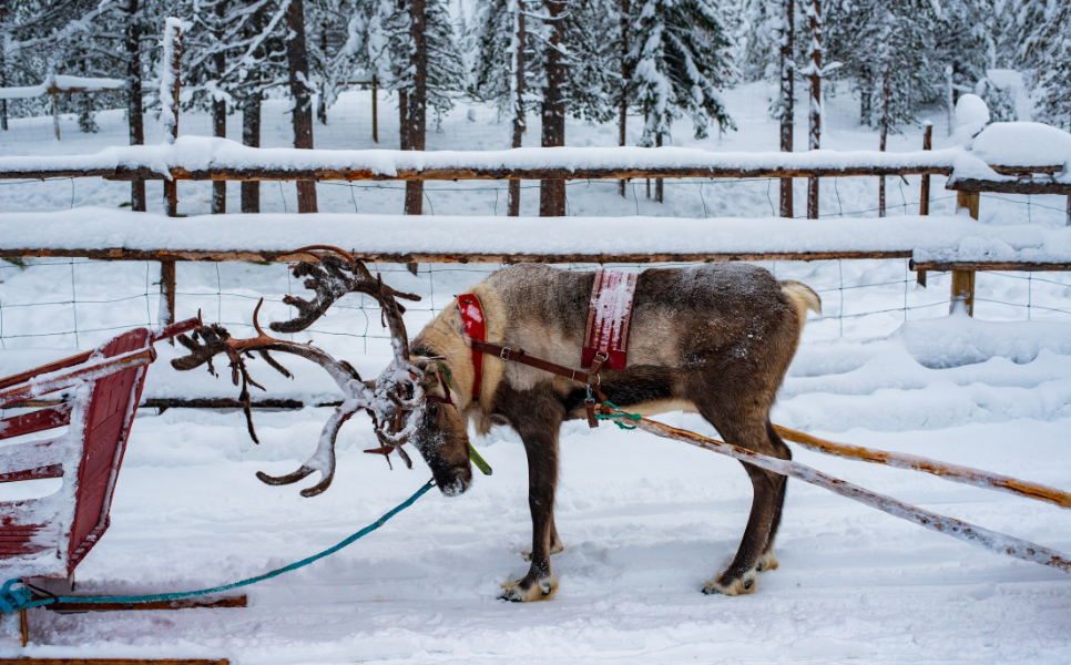 Reindeer Safaris